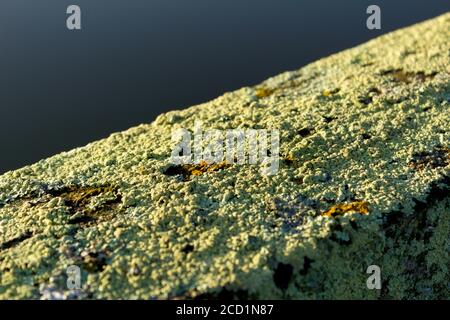 lichene che cresce su una orata di legno Foto Stock