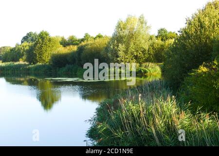 Canne sul lato di un fiume Foto Stock