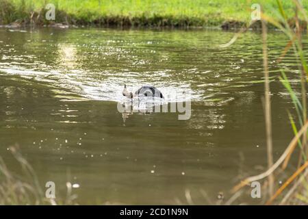 labrador nero nuotare attraverso il lago a caccia cane prova holding un'anatra come porto Foto Stock