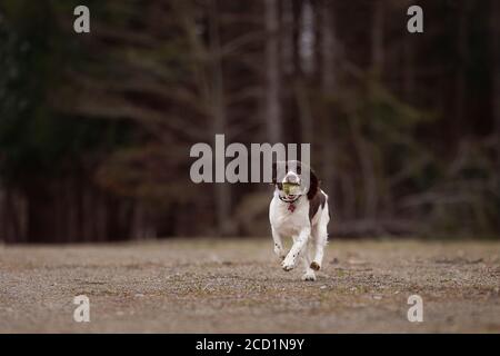 Dog Playing Fetch Foto Stock