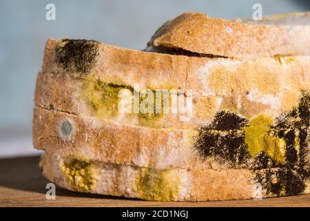 Muffa che cresce rapidamente sul pane. Gli scienziati modificano il fungo trovato sul pane ammuffito in una sostanza chimica anti-virus. Foto Stock