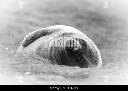 Immagine in bianco e nero di un cucito grigio sonnolento (Helichoerus grypus) nelle dune di Norfolk a Horsey Foto Stock