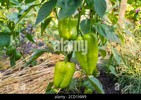 Peperoni dolci verdi (paprika) che crescono in un campo. Foto Stock
