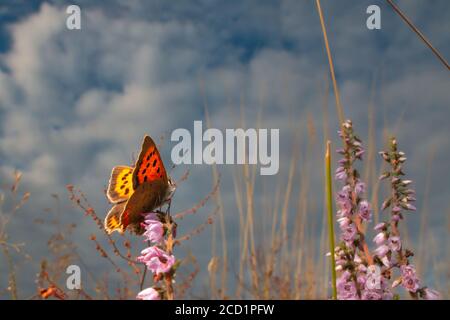 Un piccolo rame (Lycaena phlaeas) Siede prendendo il sole sui fiori di erica di Suffolk Foto Stock