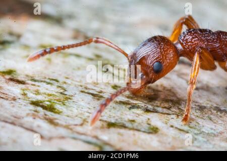 Formica rossa (formica sp) Raccogliere cibo su un albero caduto in un bosco di Suffolk Foto Stock