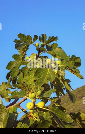 Ramo di fico (Ficus carica) con foglie e frutta in giornata di sole Foto Stock