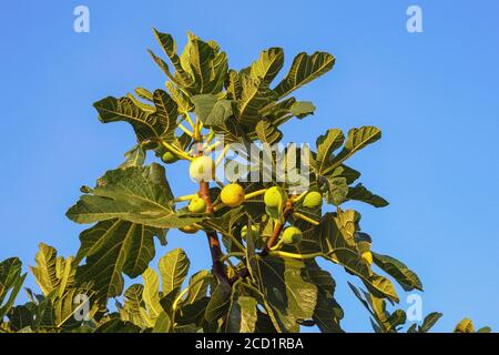 Ramo di fico (Ficus carica) con foglie e frutti su sfondo blu del cielo Foto Stock