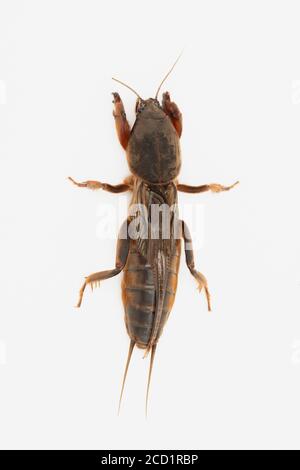 Cricket talpa europea su sfondo bianco. Naturale Foto Stock