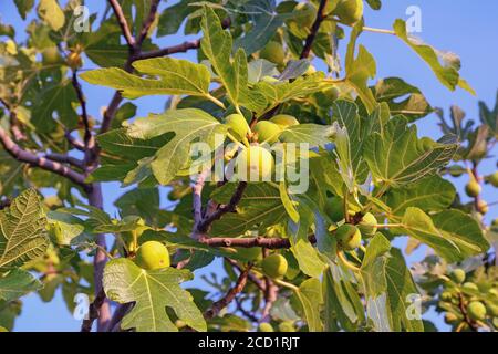 Rami di fico (Ficus carica) con foglie e frutti su sfondo blu del cielo Foto Stock