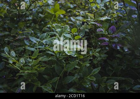 Gocce d'acqua sulle foglie di mirtillo nella foresta Foto Stock