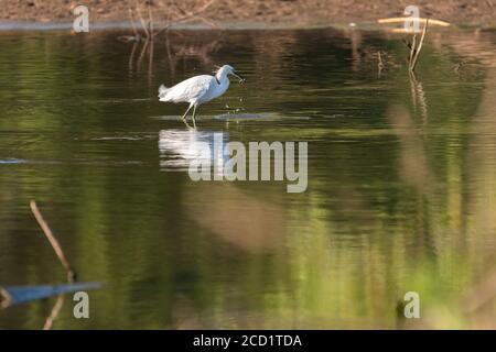 Snow Egret Wading in acque poco profonde vicino a una riva del lago e tenendo un piccolo pesce nel suo pugnale, come il becco nero che ha appena catturato per mangiare. Foto Stock