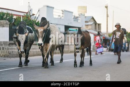 Ranohira, Madagascar - 29 aprile 2019: Tre Zebu (mucca di bestiame umicata) che camminano sulla strada principale, con il loro proprietario dietro, di ritorno dal lavoro afterno Foto Stock