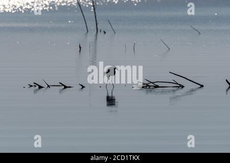 Silhouette di una Grande Egret Bianco a caccia nelle acque poco profonde di un lago con il suo riflesso sulla superficie calma come il sole sorge in una mattina estiva. Foto Stock