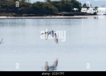 Grande Egret bianco che vola in basso sulla sua riflessione sul calma superficie di un lago mentre la luce del sole del mattino splende attraverso le piume del suo potente Foto Stock