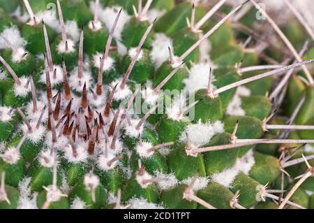 Dettaglio closeup - spine affilate di cactus verde Foto Stock