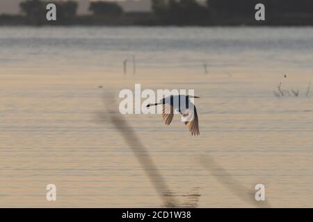 Great White Egret parzialmente silhouette di luce del sole che fa brillare le piume sulle sue ali mentre vola su un lago calmo all'alba. Foto Stock