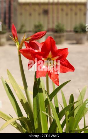 Gocce d'acqua piovana sul Red Amaryllis Lily Flower, pronto a fiorire. Gli Amaryllis Lily sono fiori a forma di tromba nei colori rosso, giallo e bianco. Foto Stock