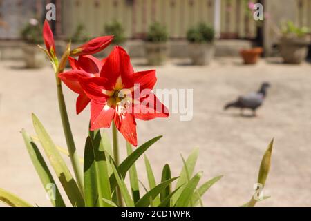 Gocce d'acqua piovana sul Red Amaryllis Lily Flower, pronto a fiorire. Gli Amaryllis Lily sono fiori a forma di tromba nei colori rosso, giallo e bianco. Foto Stock