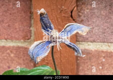 Closeup di un fiore blu clematis avvizzimento contro un rosso muro di mattoni in un giardino Foto Stock