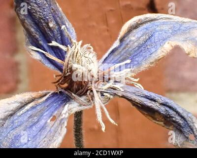 Closeup di un fiore blu clematis avvizzimento contro un rosso muro di mattoni in un giardino Foto Stock