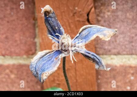 Closeup di un fiore blu clematis avvizzimento contro un rosso muro di mattoni in un giardino Foto Stock