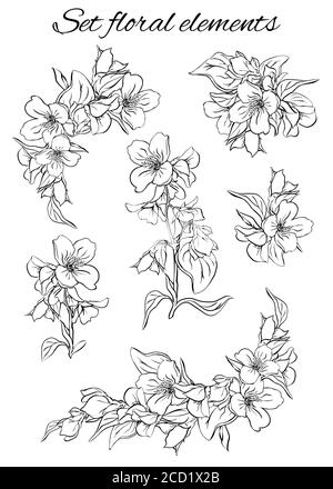 Illustrazione di un ramo di gelsomino in fiore con foglie e gemme. Illustrazione Vettoriale