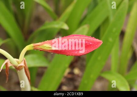 Gocce d'acqua piovana sul Red Amaryllis Lily Flower, pronto a fiorire. Gli Amaryllis Lily sono fiori a forma di tromba nei colori rosso, giallo e bianco. Foto Stock