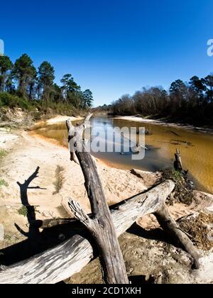 The Woodlands TX USA - 01-20-2020 - alberi morti in Un letto sul fiume Sandy lungo un fiume 2 Foto Stock