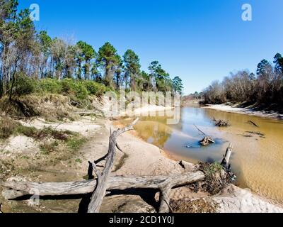 The Woodlands TX USA - 01-20-2020 - alberi morti in Un letto sul fiume Sandy lungo un torrente Foto Stock