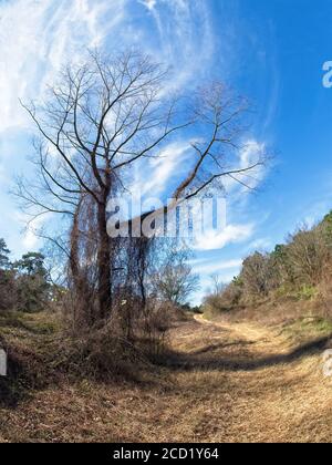 The Woodlands TX USA - 02-07-2020 - albero morto - Blue Sky - Sentiero Foto Stock