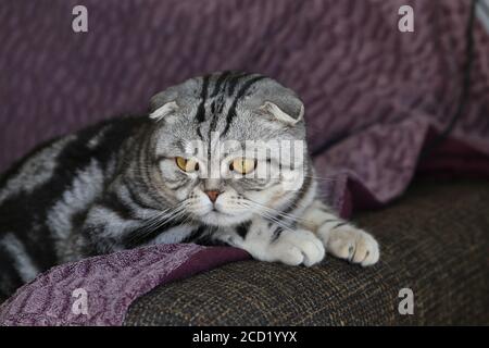 Primo piano di un gatto sdraiato sul divano Foto Stock