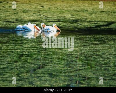 The Woodlands TX USA - 02-07-2020 - Great White Pelicans In Green Pond Foto Stock