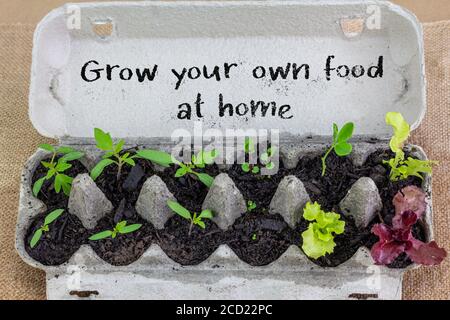 Piantine che crescono in scatola di uovo riutilizzata con il segno scritto a mano, crescere il proprio cibo a casa, riciclare e riutilizzare per risparmiare denaro e crescere il proprio cibo Foto Stock