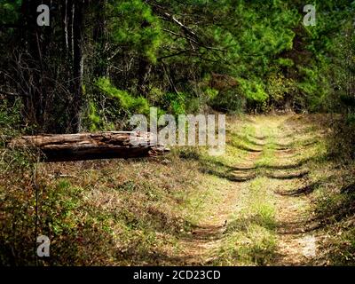 The Woodlands TX USA - 02-07-2020 - Trail and Dead Accedi al Woods Foto Stock