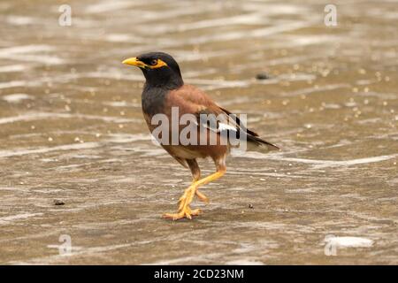 Myna comune o Myna indiana giocando sulla mia terrazza, a Jalandhar, Punjab, India. Foto Stock