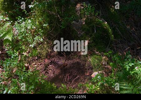 Un burrone animale naturale da un albero in una foresta Foto Stock