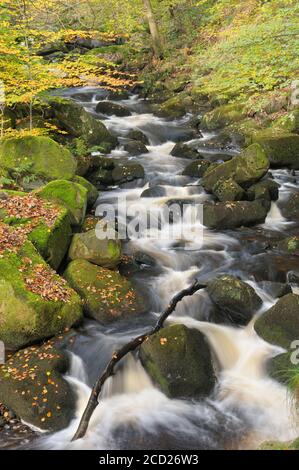 Burbage brook che scorre attraverso boschi autunnali a Padley Gorge, Peak District National Park, Derbyshire, Inghilterra, Regno Unito Foto Stock