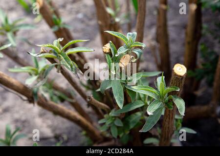 Ramo potato di una farfalla cespuglio che cresce nuove foglie fresche, cura di piante da giardino, potato albero germogliare Foto Stock