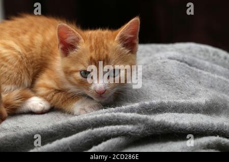 Piccolo gattino di zenzero su un panno Foto Stock