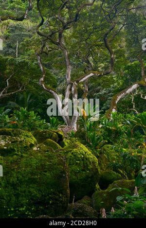Spettacolare stand di alberi e rocce ricoperte di muschio nella foresta tropicale, Waimea Valley, Oahu Island, Haleiwa, Hawaii, USA Foto Stock
