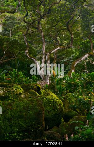 Spettacolare stand di alberi e rocce ricoperte di muschio nella foresta tropicale, Waimea Valley, Oahu Island, Haleiwa, Hawaii, USA Foto Stock