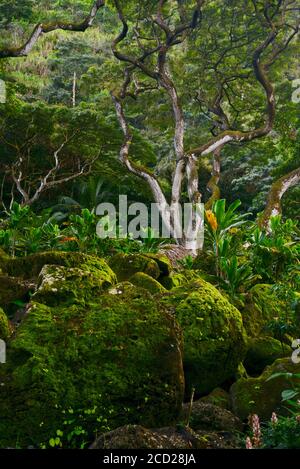 Spettacolare stand di alberi e rocce ricoperte di muschio nella foresta tropicale, Waimea Valley, Oahu Island, Haleiwa, Hawaii, USA Foto Stock