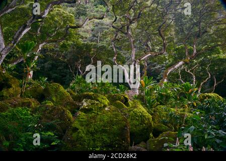 Spettacolare stand di alberi e rocce ricoperte di muschio nella foresta tropicale, Waimea Valley, Oahu Island, Haleiwa, Hawaii, USA Foto Stock