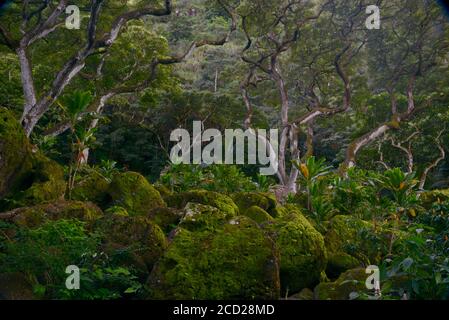 Spettacolare stand di alberi e rocce ricoperte di muschio nella foresta tropicale, Waimea Valley, Oahu Island, Haleiwa, Hawaii, USA Foto Stock