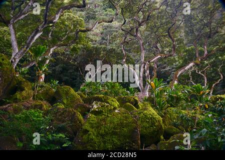 Spettacolare stand di alberi e rocce ricoperte di muschio nella foresta tropicale, Waimea Valley, Oahu Island, Haleiwa, Hawaii, USA Foto Stock