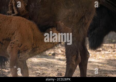 Primo piano di un giovane bufalo d'acqua che beve latte sua madre Foto Stock