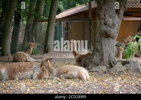 Foto in primo piano di lama nello zoo di Osnabruck, Germania Foto Stock