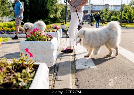 Famiglia di due cani samoiati che camminano per strada. Foto Stock