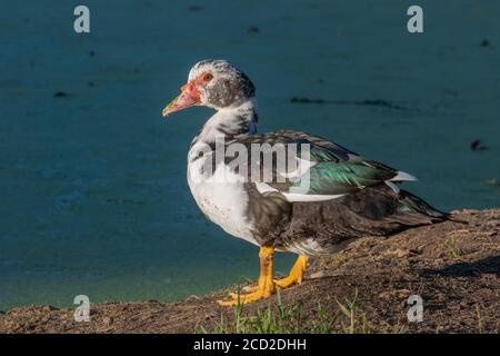 anatra moscovy o cairina moschata sulla riva del lago in estate Foto Stock