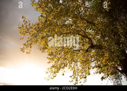 Foglie di acero. I platani sono alberi del genere Platanus, della famiglia platanaceae, originari dell'Eurasia e del Nord America. Sono di tipo Foto Stock